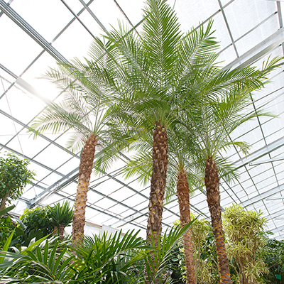 観葉植物レンタル